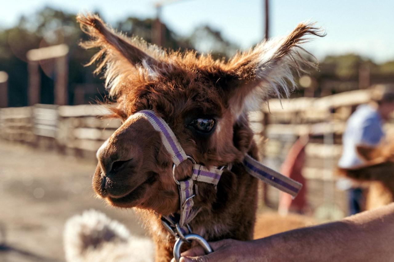 Hunter Valley Resort, Hunter Farm Adventure Centre & 4 Pines At The Farm Pokolbin Ngoại thất bức ảnh